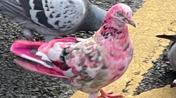 謎のピンクの鳩が目撃され、地元住民に困惑広がる。警察は「見かけたら知らせて」イギリス