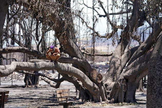 マウイ火災で焼けた樹齢150年のガジュマルから新芽。復興に向けた希望