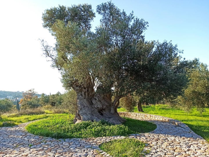 Η Βόρεια Εύβοια χαρακτηρίζεται για την πρώιμη καλλιέργεια της ελιάς και για την παρουσία αναρίθμητων ελαιόδεντρων σε ολόκληρη την έκτασή της. Ένα από αυτά τα ελαιόδεντρα, η «Μαυροελιά» του Αρτεμισίου, αποτελεί ένα μνημείο της φύσης που είναι στενά συνδεδεμένο με την ιστορία του τόπου. Πρόκειται για ένα υπεραιωνόβιο ελαιόδεντρο, ηλικίας άνω των 2500 ετών, με μέγιστη διάμετρο 5 μέτρων και περίμετρο κορμού 14,5 μέτρων. Σύμφωνα με την παράδοση, κατά την Τουρκοκρατία υπήρξε σημείο εκτέλεσης των κατοίκων των γύρω οικισμών με απαγχονισμό. Άλλωστε, το ίδιο το Αρτεμίσιο κατά την αρχαιότητα ονομαζόταν Κουρμπάτσι (μαστίγιο).