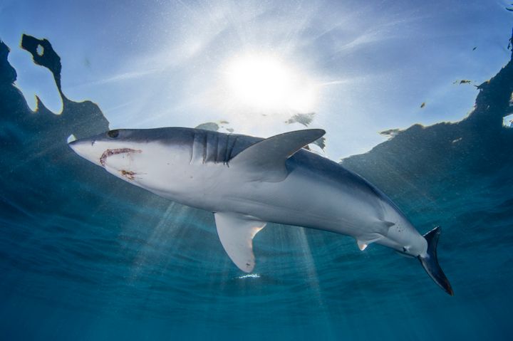 A Mako Shark swims underneath the sun, just under the ocean’s surface, offshore southern Baja California, Mexico