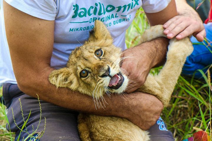 In this photo provided by www.subotica.com, a man holds a months-old lion cub after it was found wandering on a local road, near Subotica, Serbia.