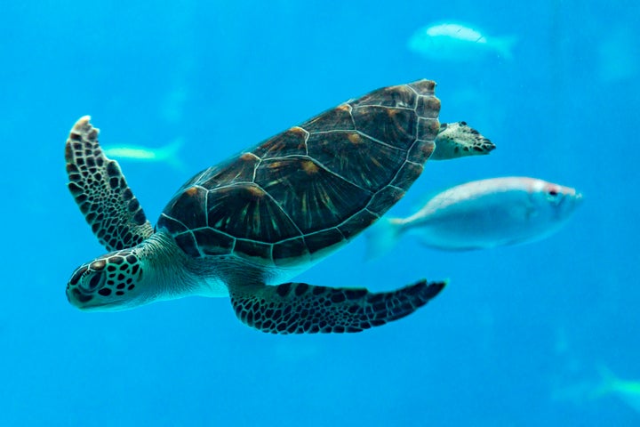 小笠原諸島の父島で撮影されたアオウミガメ(2017年7月14日)