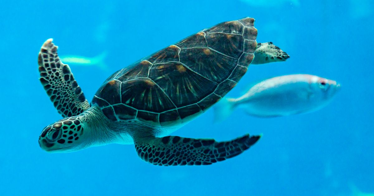 頭が2つあるカメが、小笠原諸島で成長中。「生きているものは初めて」 | ハフポスト NEWS