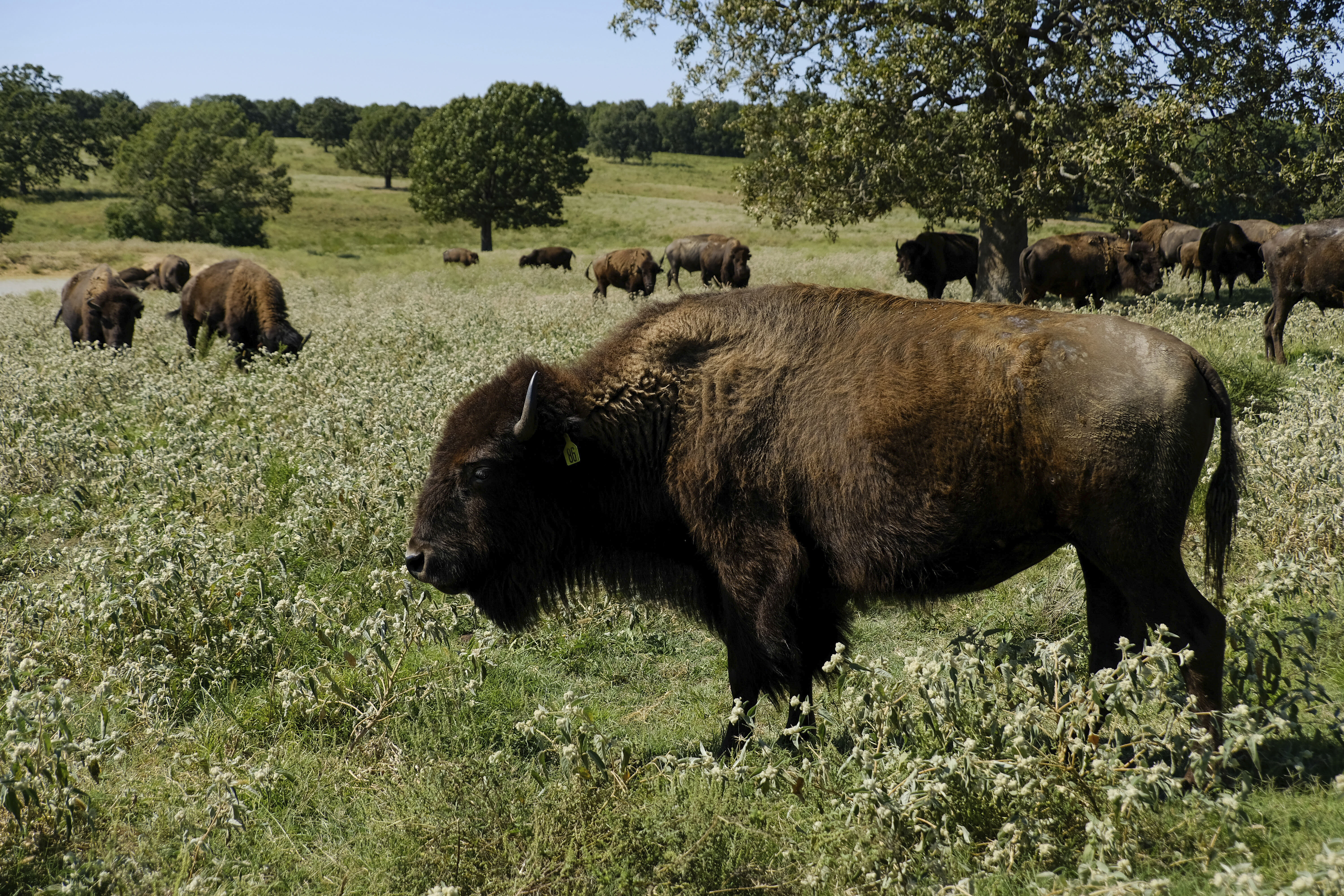 Congress May Help Tribes Restore America’s National Mammal