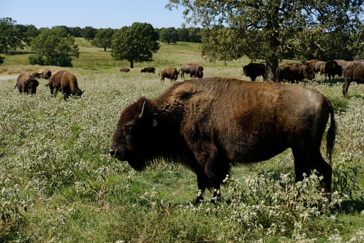 Bison graze at a Cherokee Nation ranch in northeastern Oklahoma on Sept. 27, 2022. 