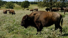 Congress May Help Tribes Restore America’s National Mammal