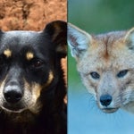 犬とキツネのハイブリッド種、世界で初めて発見される。ひき逃げで保護され判明
