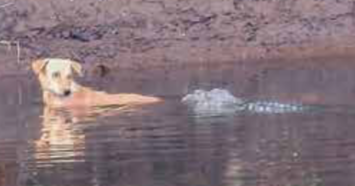 Crocodiles Push Dog In River To Safety Instead Of Eating It Crocodiles Push Dog In River To Safety Instead Of Eating It