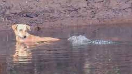 Crocodiles Spotted Pushing Dog In River To Safety Instead Of Eating It