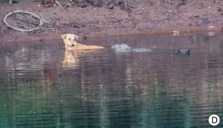 A still from a video showing a young dog approached by crocodiles in the Savitri River in India.