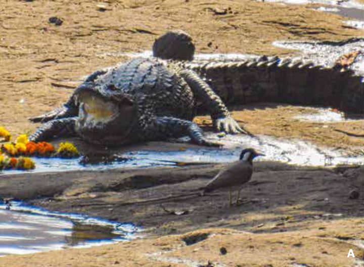 A mugger crocodile alongside a marigold garland.
