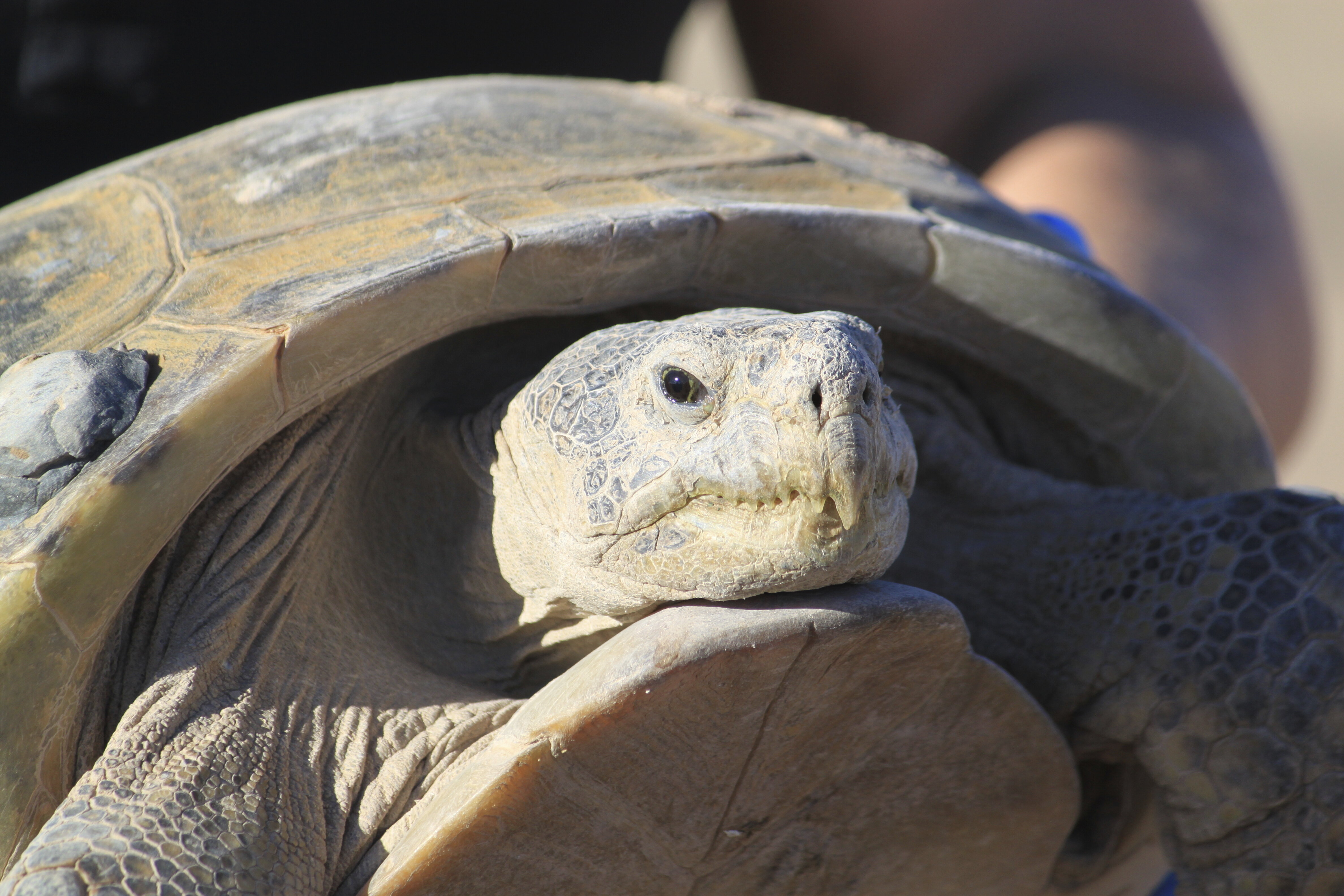 Sea Turtle Species on Track to Break Florida Nesting Record