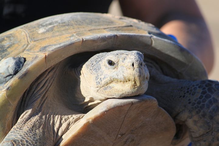 Gertie, an endangered Bolson tortoise, is shown to a group of state and federal wildlife officials during a trip to Ted Turner's Armendaris Ranch in Engle, New Mexico, on Friday, Sept. 22, 2023.