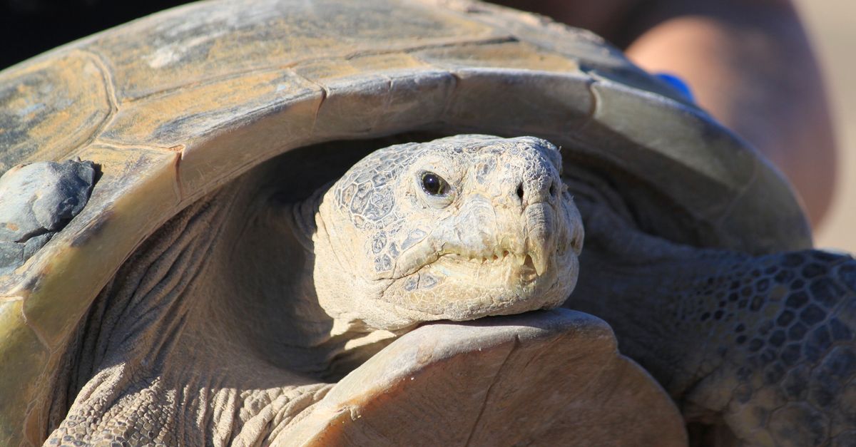 Dozens Gather To Watch Endangered Tortoise Release On New Mexico Ranch