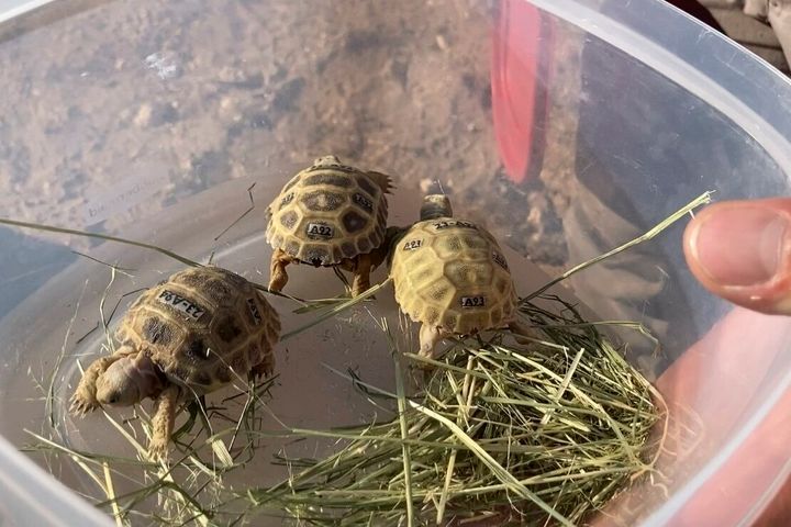 Young Bolson tortoises are held in a plastic container before being released.