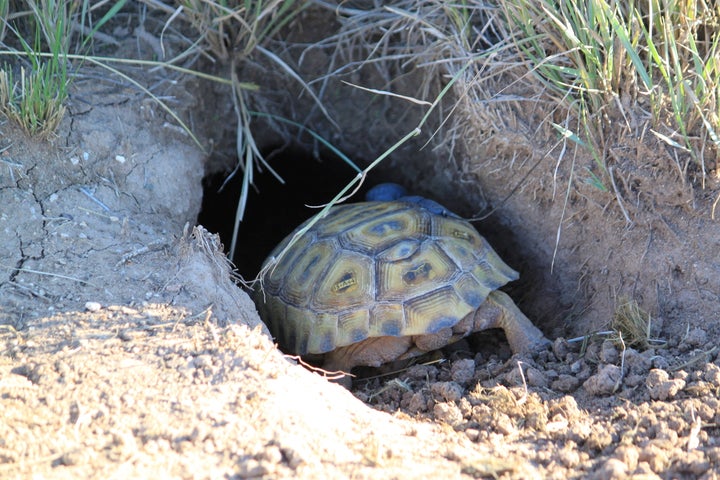 An endangered Bolson tortoise checks out a burrow after being released.