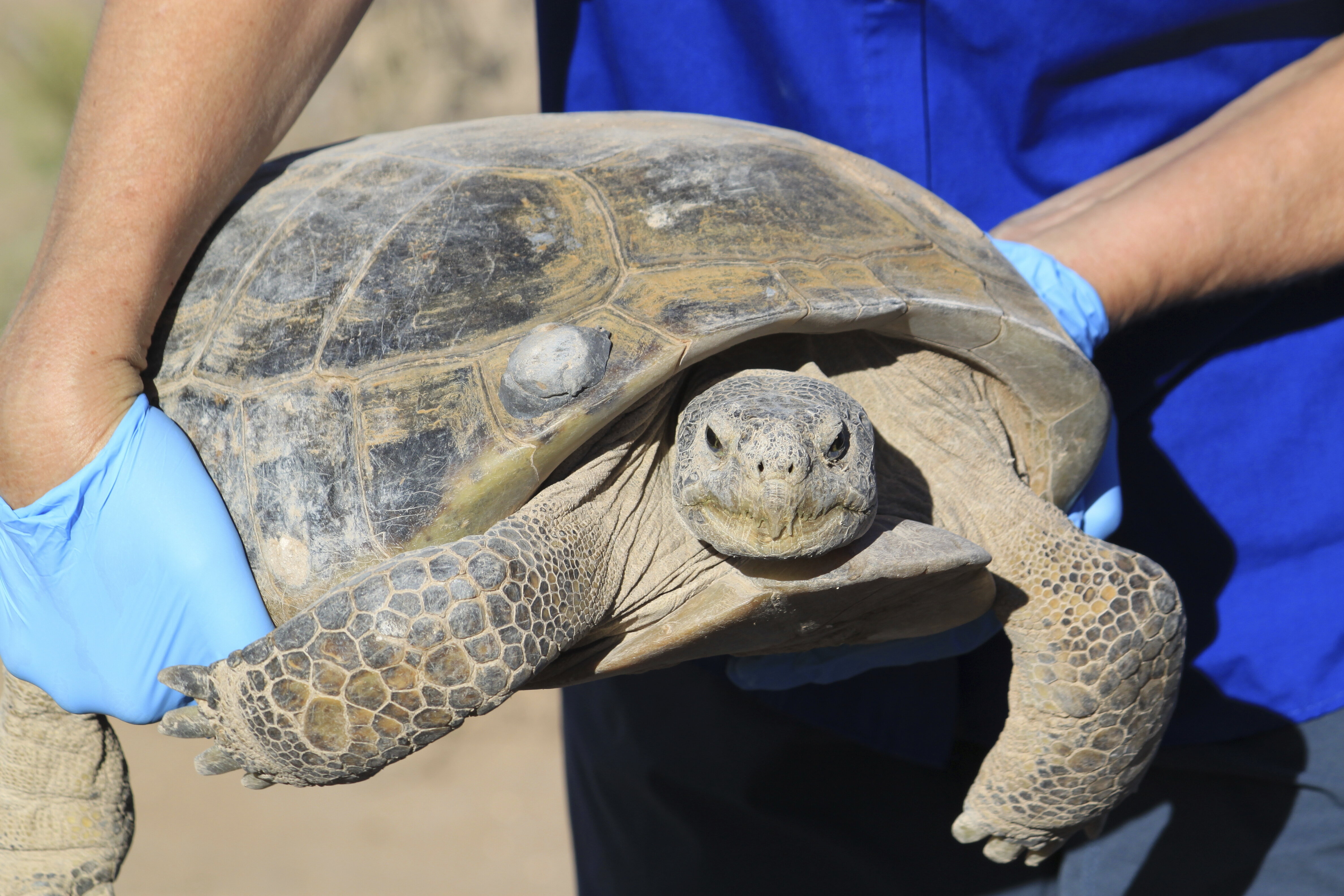 Dozens Gather To Watch Endangered Tortoise Release | HuffPost Impact