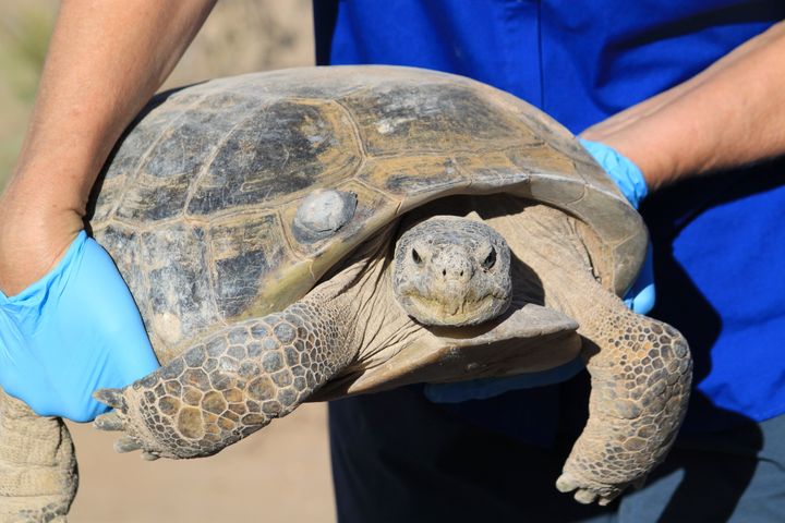 A U.S. Fish and Wildlife Service employee holds Gertie, an endangered Bolson tortoise that has been a key part of the captive breeding program.