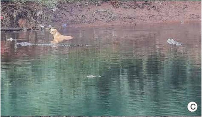 川に逃げ込んだ犬と近づくヌマワニ