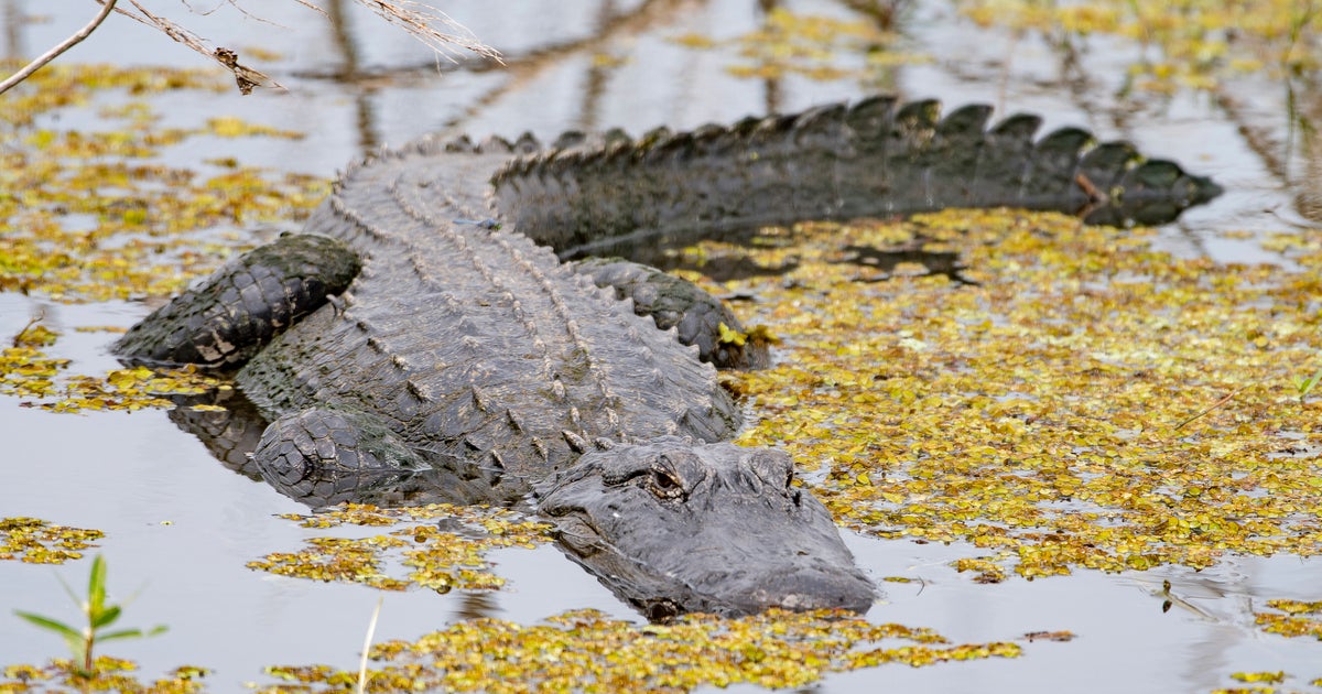 Massive Alligator Killed After Being Spotted With Human Remains In Its Mouth In Florida Canal Massive Alligator Killed After Being Spotted With Human Remains In Its Mouth In Florida Canal
