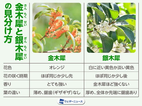 知ってた？金木犀（キンモクセイ）と似ているようで違う、銀木犀の存在