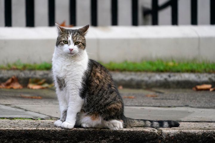 Larry the Cat sits outside 10 Downing Street in London, Wednesday, Sept. 7, 2022 as the first cabinet meeting since Liz Truss was installed as British Prime Minister was taking place. (AP Photo/Alberto Pezzali)