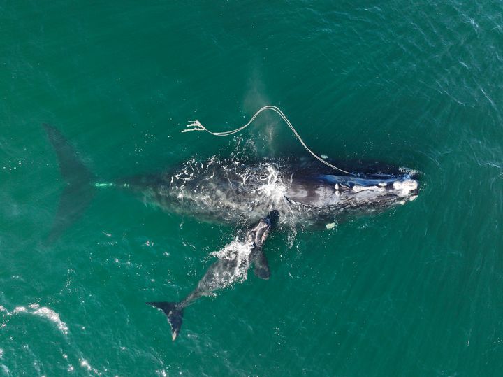 An endangered North Atlantic right whale entangled in fishing rope swims alongside a newborn calf on Dec. 2, 2021, in waters near Cumberland Island, Georgia. 