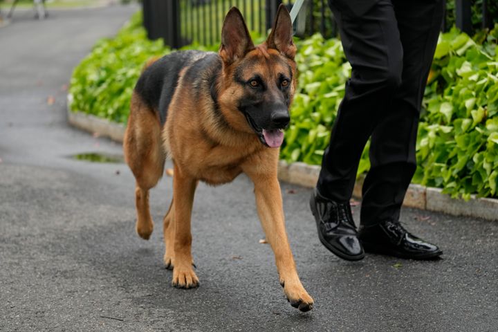 President Joe Biden's dog Commander, a German shepherd, is walked outside the West Wing of the White House on April 29.