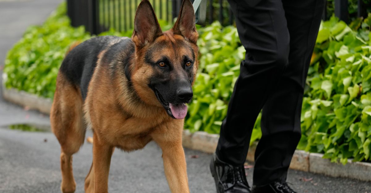 Biden’s Dog Bites Another Secret Service Agent At White House