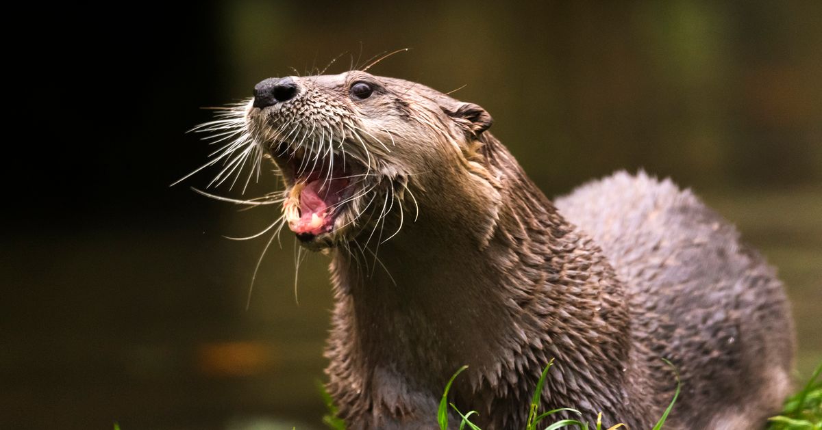 Florida Man, 74, Bitten By Rabid River Otter 41 Times In Brutal Attack