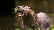 Florida Man, 74, Bitten By Rabid River Otter 41 Times In Brutal Attack