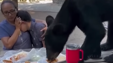 Watch The Wild Moment A Bear Jumped On Picnic Table And Stole Birthday Boy’s Lunch Watch The Wild Moment A Bear Jumped On Picnic Table And Stole Birthday Boy’s Lunch