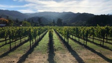 Scientists Scramble To Solve Disgusting Way Wildfires Affect California Wine