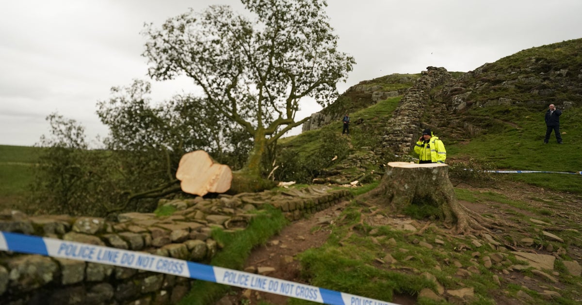 Who Cut Down One Of The Oldest, Most Famous Trees In The UK? And Why?