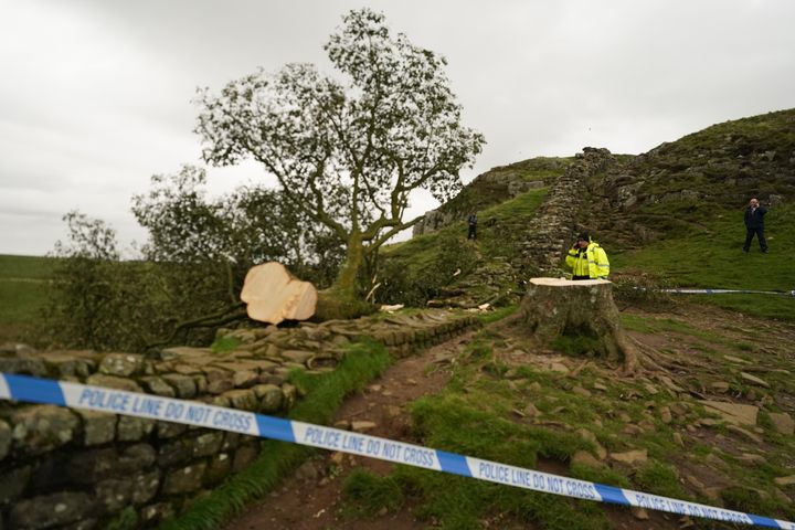 People look at the tree at Sycamore Gap, next to Hadrian's Wall, in Northumberland which has come down overnight after being "deliberately felled," the Northumberland National Park Authority has said