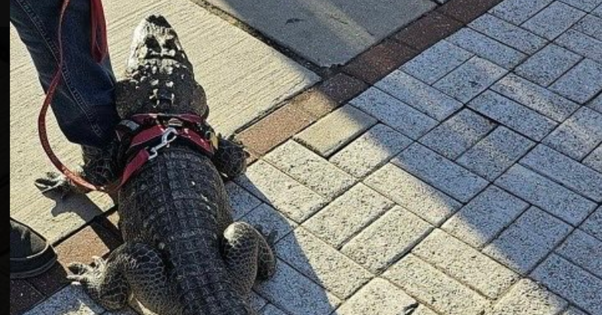 Phillies verweigern dem emotionalen Hilfs-Alligator eines Mannes den ...