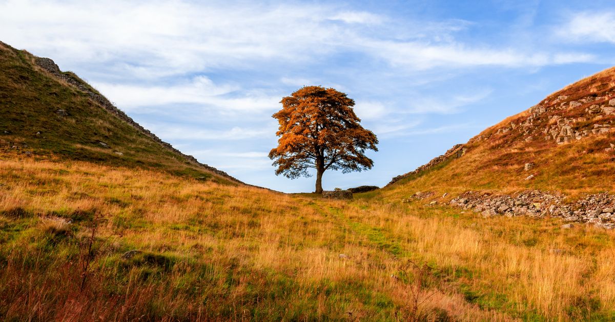 Captivating Story: The Heartbreaking Loss of the Iconic Sycamore Gap Tree by an Unforgiving Act