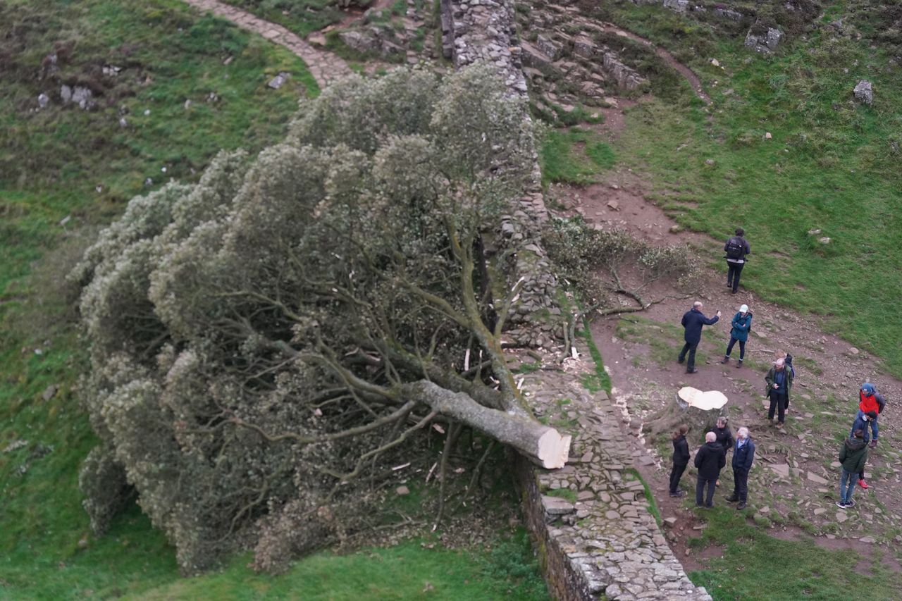 People look at the tree at Sycamore Gap, next to Hadrian's Wall, in Northumberland which has come down overnight after being "deliberately felled," the Northumberland National Park Authority has said. 