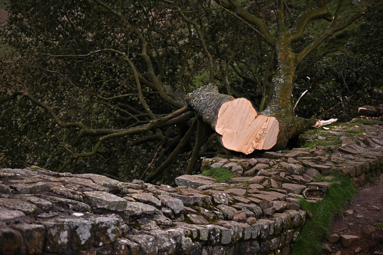 The felled Sycamore Gap tree, is pictured behind a police cordon, along Hadrian's Wall, near Hexham, northern England on September 28, 2023. One of the UK's most photographed trees, located next to the Roman-era Hadrian's Wall in northeast England, has been "deliberately felled," the authority responsible for the local National Park said on September 28, 2023. 