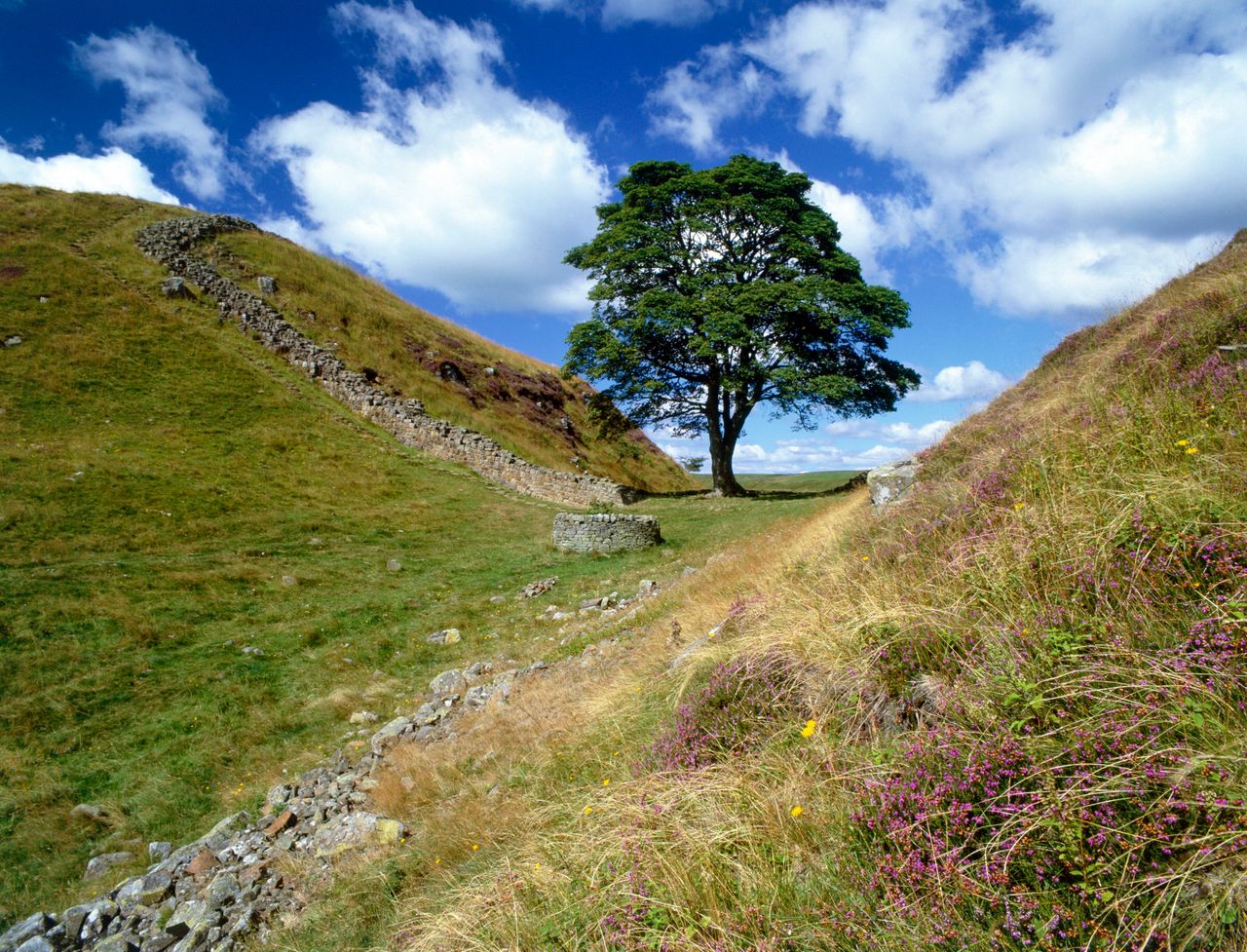 Sycamore Gap, near Steel Rigg, Hadrian's Wall, Northumberland, 2010. The site was used as a location in the making of the film Robin Hood Prince of Thieves. Artist Graeme Peacock.