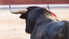 

    Spain Strengthens Animal Rights, But Exempts Bullfights

...