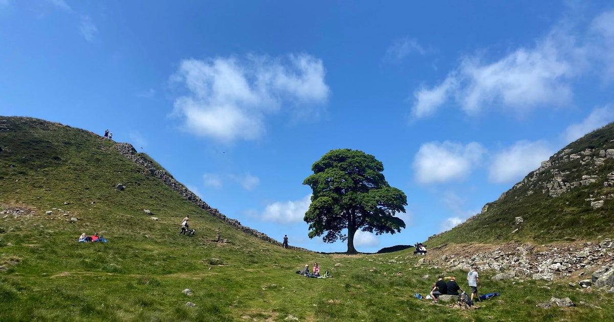 New Shoots From Felled Sycamore Tree Offer Hope For Nature Fans - Vimarsana News