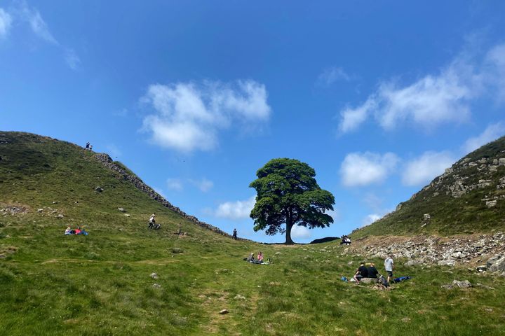 One of the UK's most photographed trees, located next to the Roman-era Hadrian's Wall in northeast England, before it was "deliberately felled."