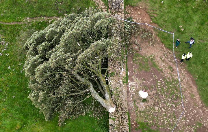 Aerial view of the 'Sycamore Gap' tree on Hadrian's Wall lying on the ground.