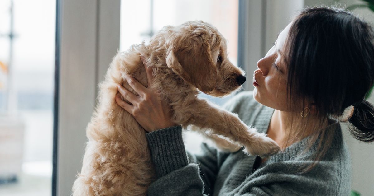 Pet Etiquette: How To Respectfully Interact With Other People's Pets