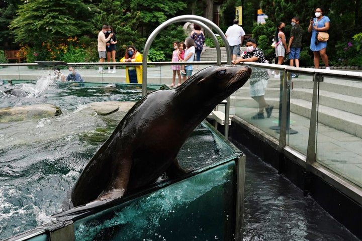 A sea lion at New York City’s Central Park Zoo in July 2020.