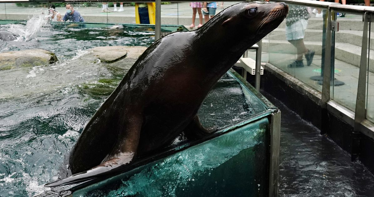 Amazing Escape: Sea Lion Breaks Free as Central Park Zoo Flooding Forces Action