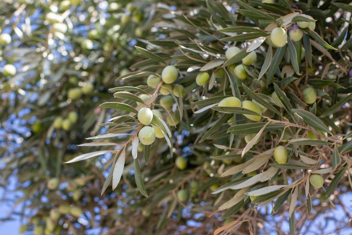 Close-up image of olives growing on a tree in Israel.