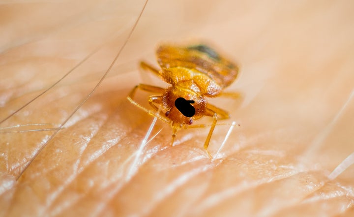 651aad052400001e00538d7f How to Prevent Bed Bugs Uk?
