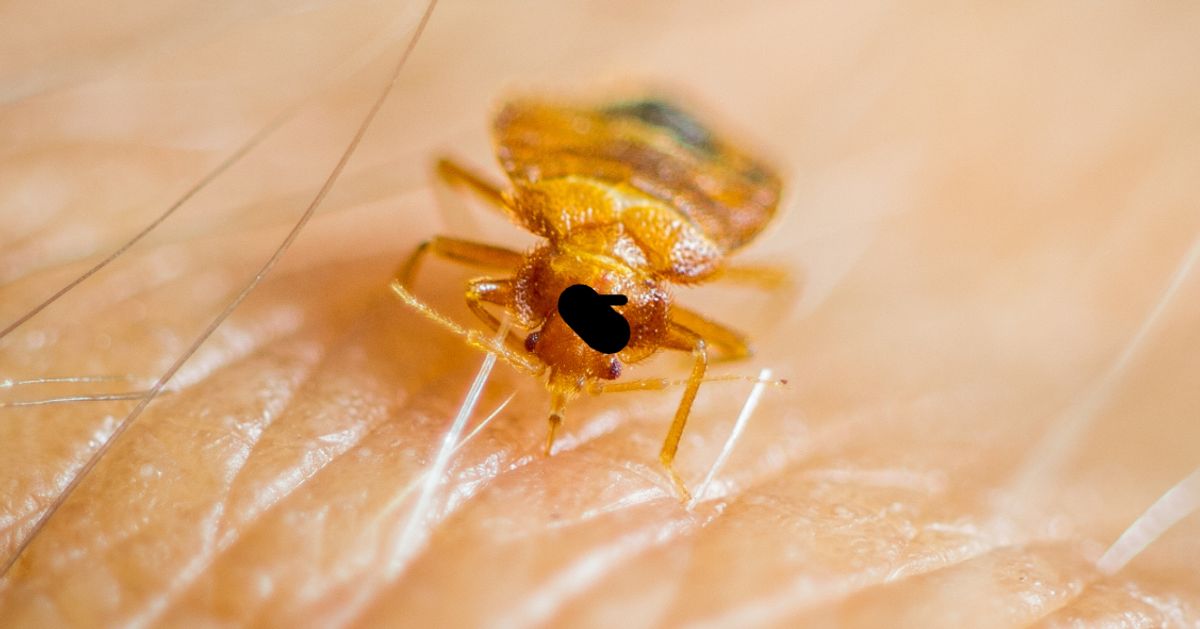 how-to-prevent-bed-bugs-in-your-home-huffpost-uk-life